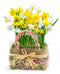 Delightful Daffodils Bulb Gift