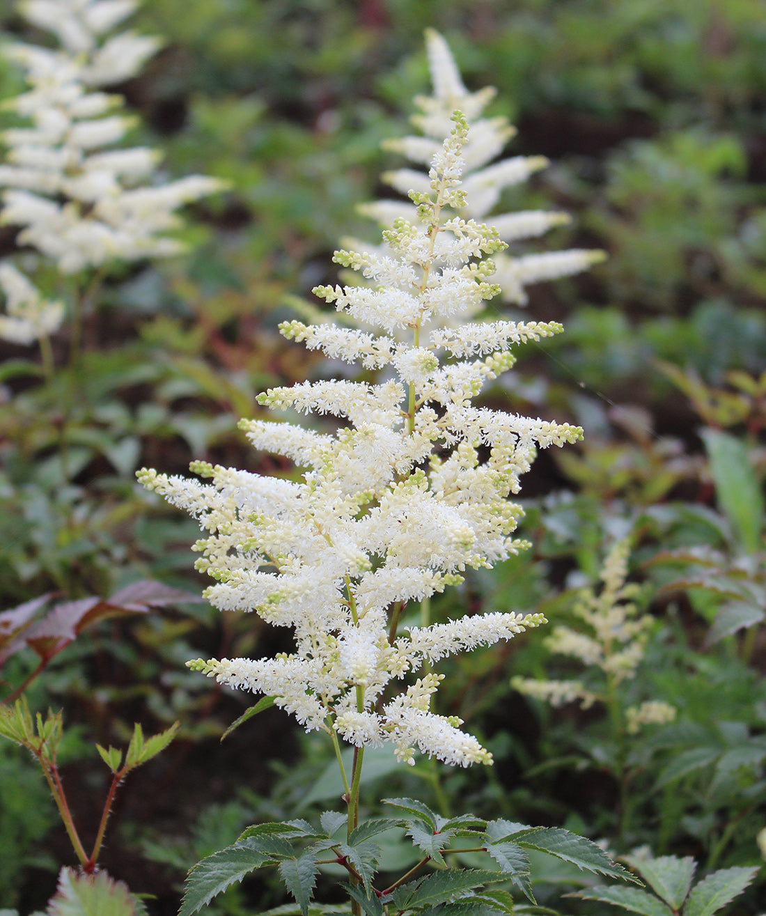 Deutschland Astilbe - 3 root divisions