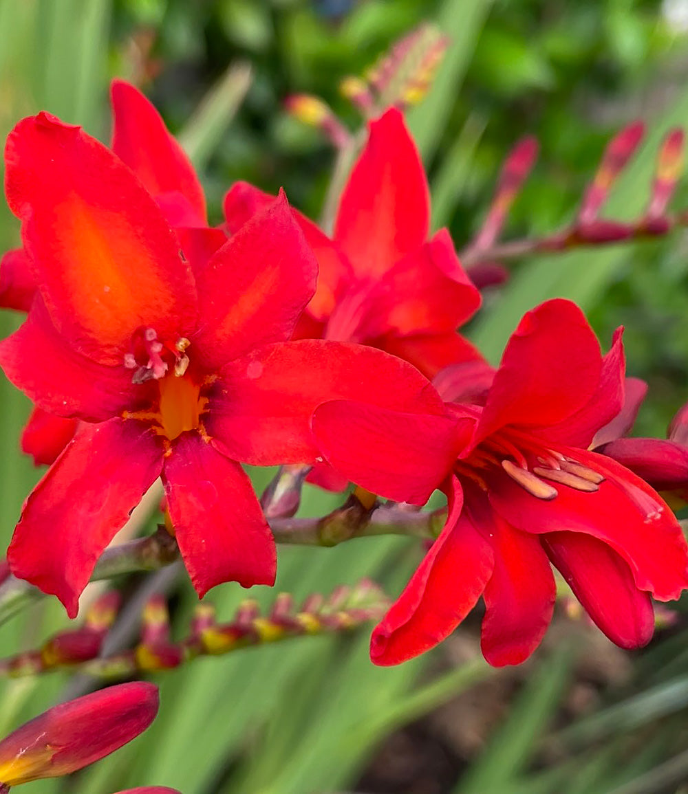 Diablito Crocosmia - 5 bulbs