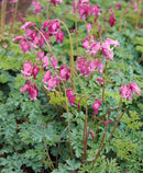 Dicentra 'King of Hearts' - 3 Root Divisions