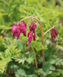 Dicentra 'Luxuriant' - 3 Root Divisions