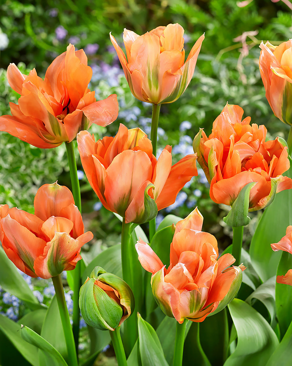 Disneyland Paris Double Early Tulip - 10 bulbs