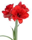 Double Dragon Amaryllis- 24-26 cm bulb