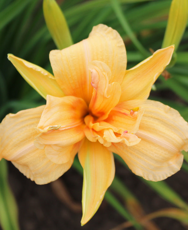 Double Dream Daylily - 3 root divisions