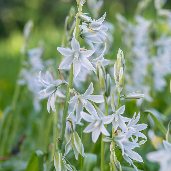 star of bethlehem indoor plant care Drooping Star of Bethlehem