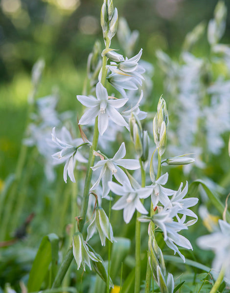 bethlehem lily flower Drooping Star of Bethlehem