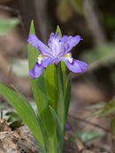 Dwarf Crested Iris - 5 Root Divisions