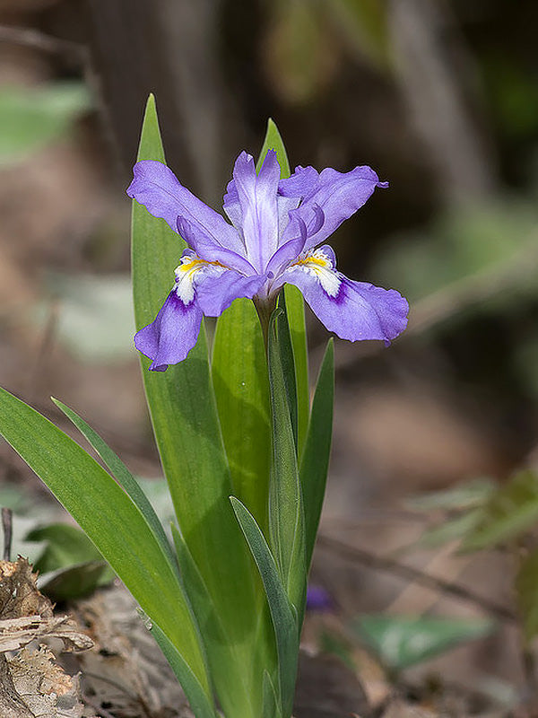 Dwarf Crested Iris - 5 Root Divisions