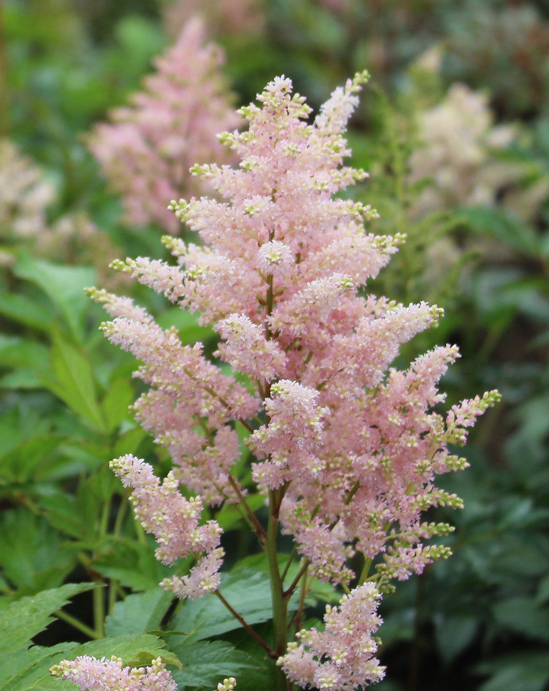 Europa Astilbe - 3 root divisions