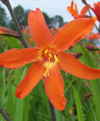 Eva Crocosmia - 5 bulbs