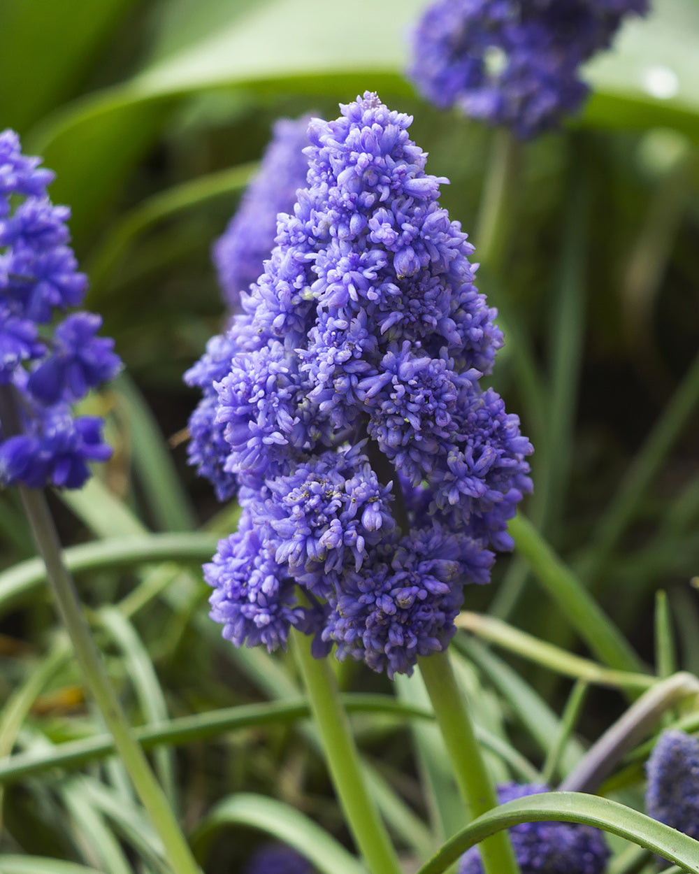 Fantasy Creation Muscari armeniacum - 10 bulbs