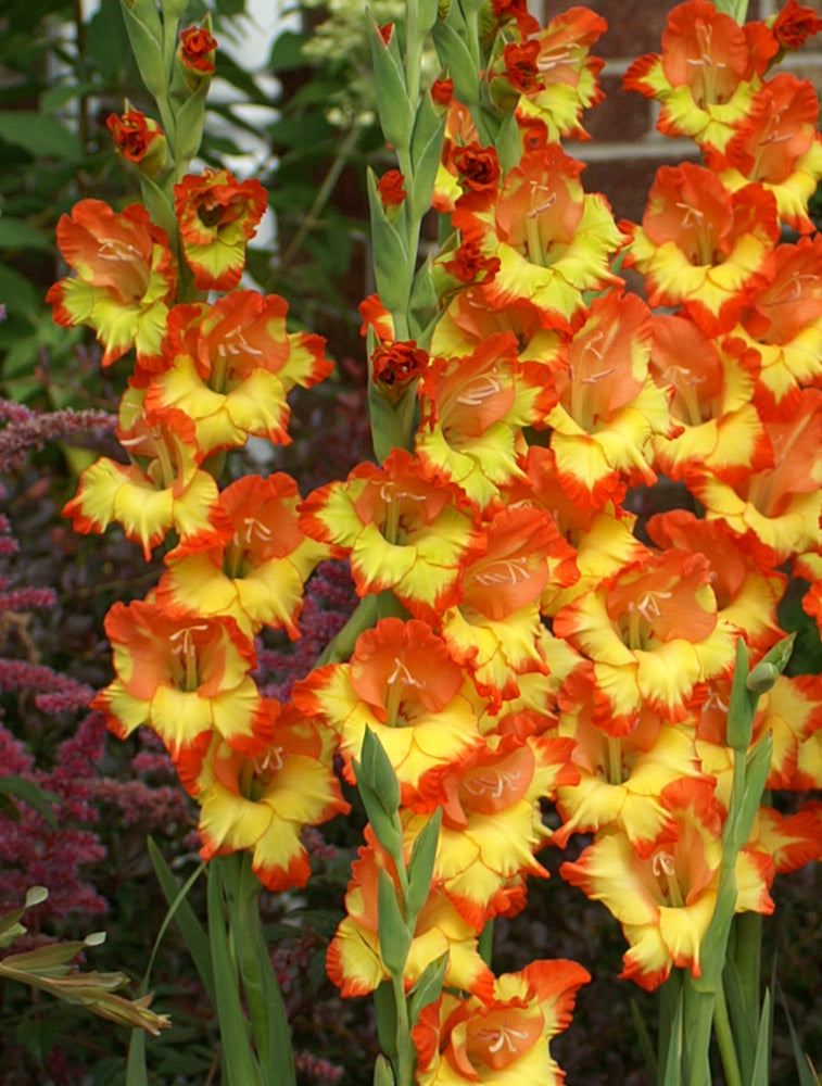 Fiesta Gladiolus - 5 bulbs