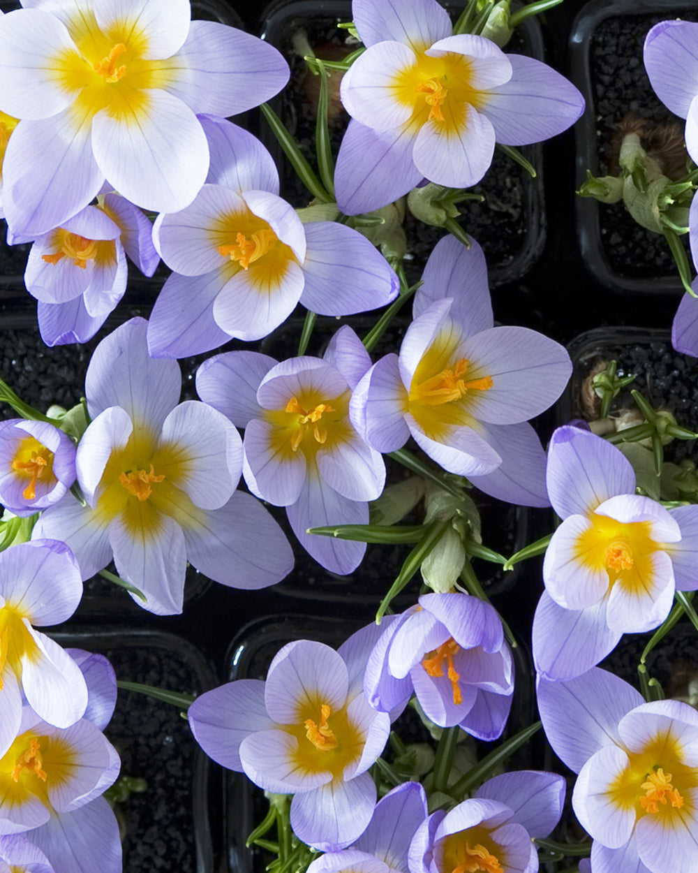 Firefly Species Crocus - 10 bulbs