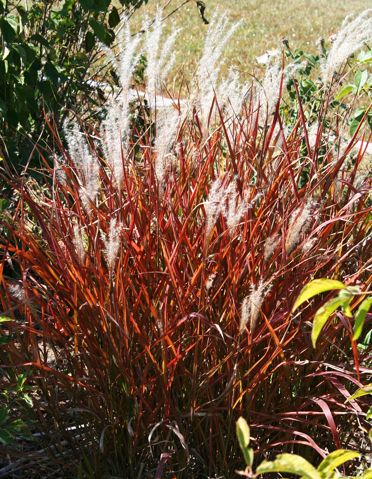 Miscanthus Purpurascens - Flame Grass - 3 bareroot plants