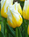 Flaming Agrass Triumph Tulip - 10 bulbs