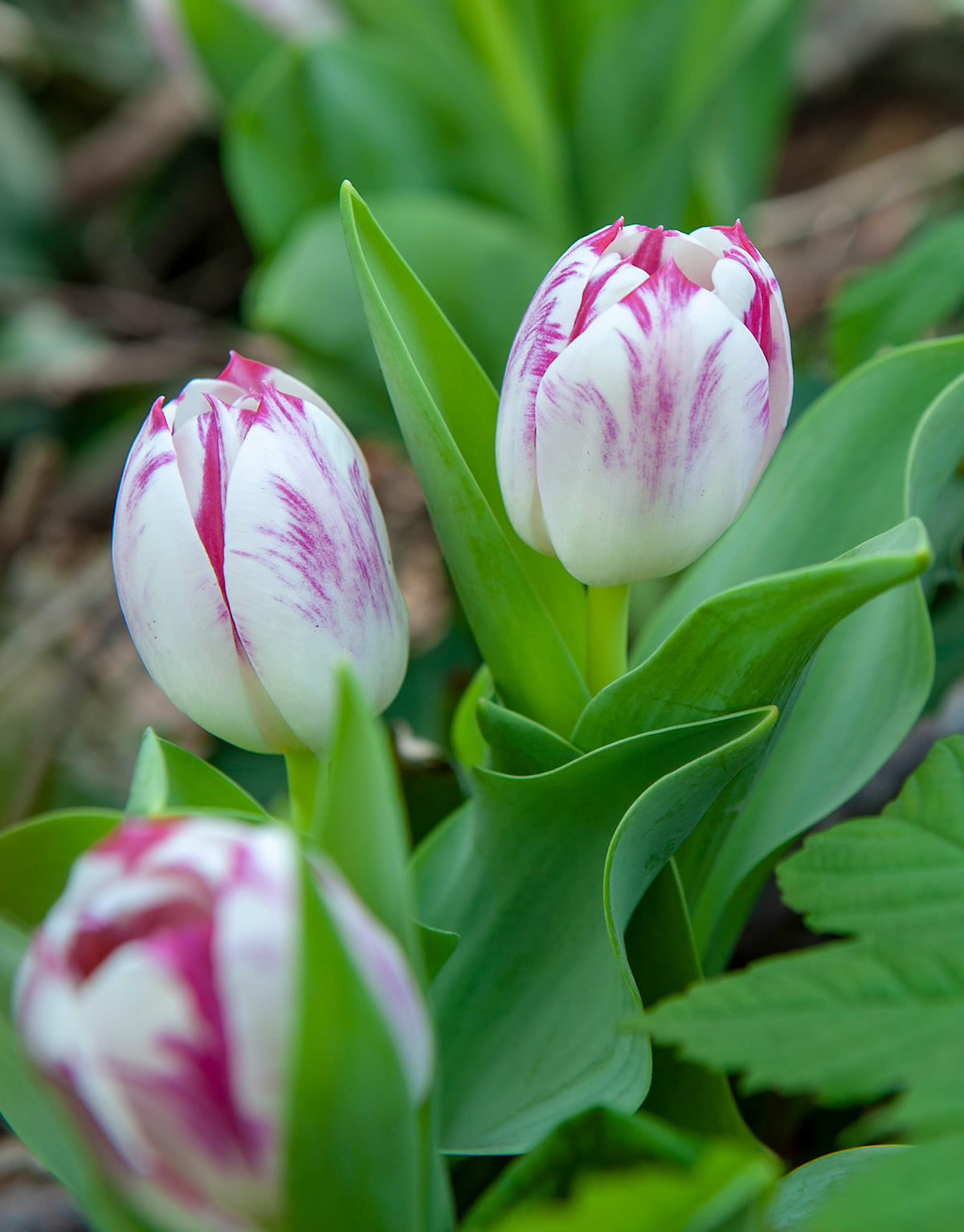 Flaming Flag Triumph Tulip - 10 bulbs