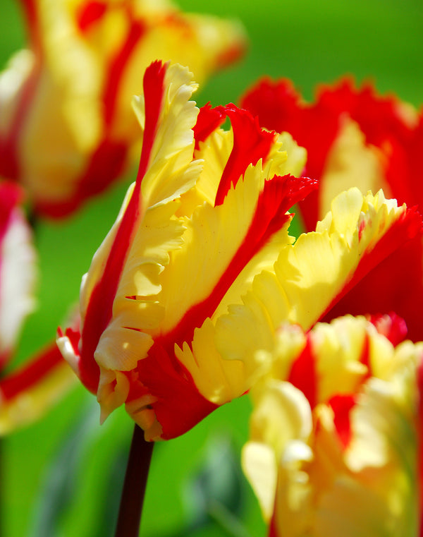 Flaming Parrot Tulip - 10 bulbs