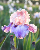 Florentine Silk Bearded Iris - 3 bareroot plants