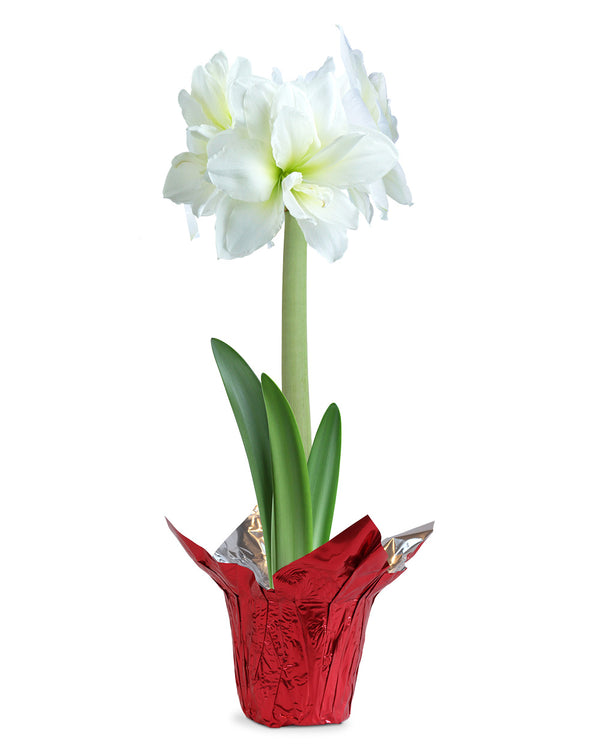 White Amaryllis in Red Foil