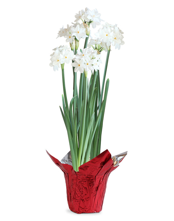 Paperwhites in Red Foil