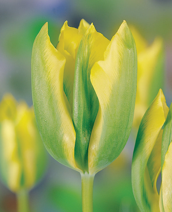 Formosa Viridiflora Tulip - 10 bulbs