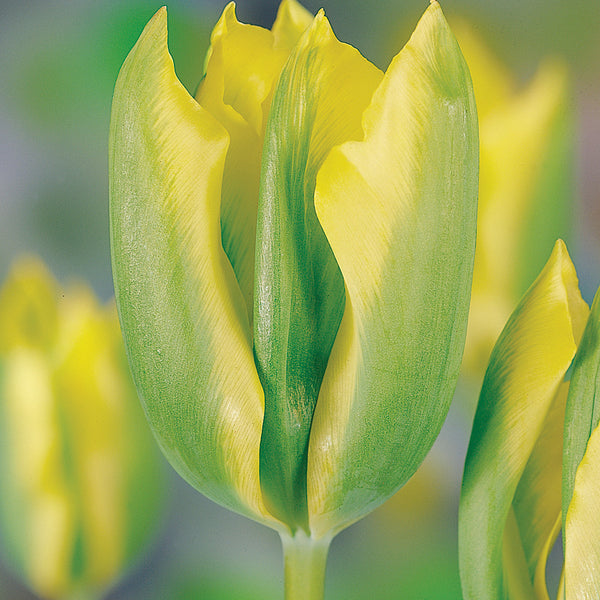 FormosaViridifloraTulip_600x60