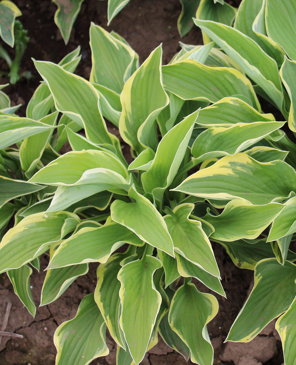 Fortunei Aureo Marginata Hosta - 3 root divisions