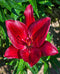 Forza Red Asiatic Lily - 5 bulbs