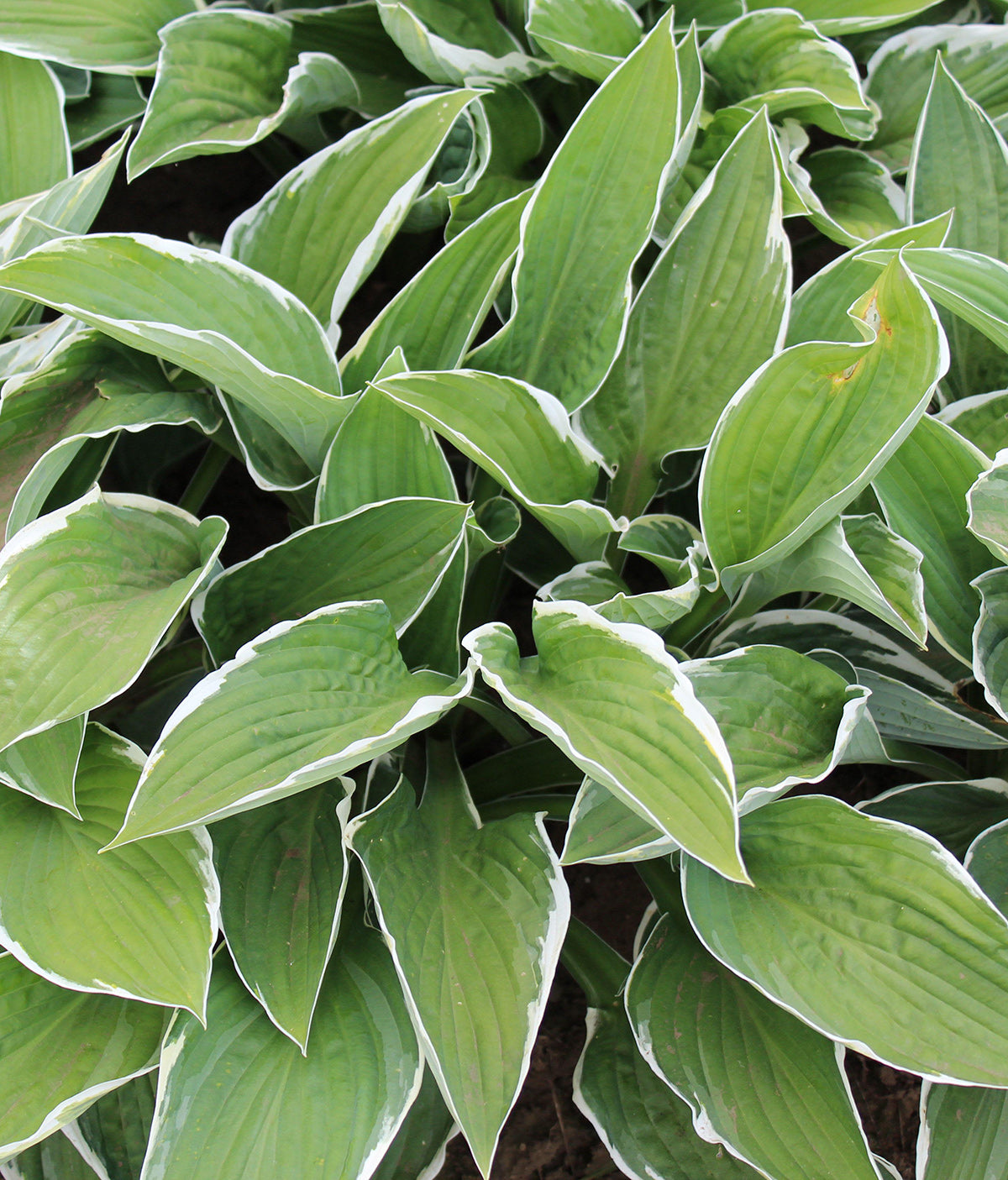 Francee Hosta - 3 root divisions