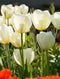 Francoise Darwin Hybrid Tulip - 10 bulbs
