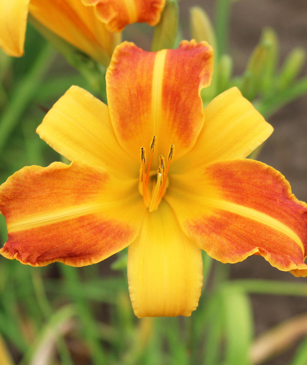 Franz Hals Daylily - 3 root divisions