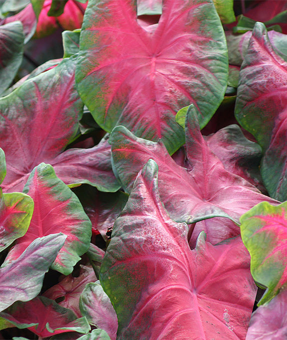 Freida Hemple Fancy Leaved Caladium - 3 tubers