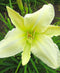 Gentle Shepherd Daylily - 3 root divisions
