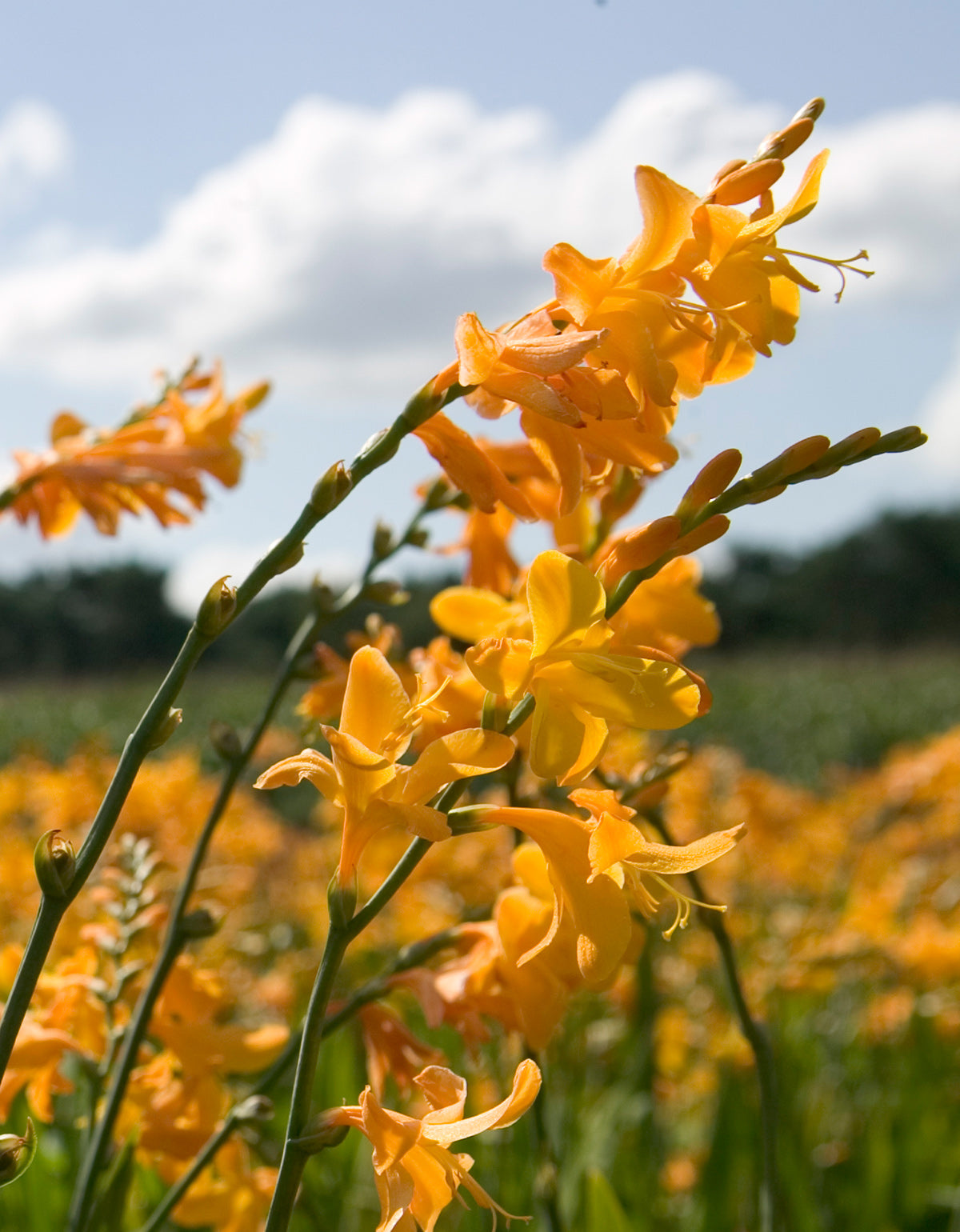 George Davidson Crocosmia - 5 bulbs