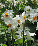 Geranium Tazetta Daffodil - 10 bulbs