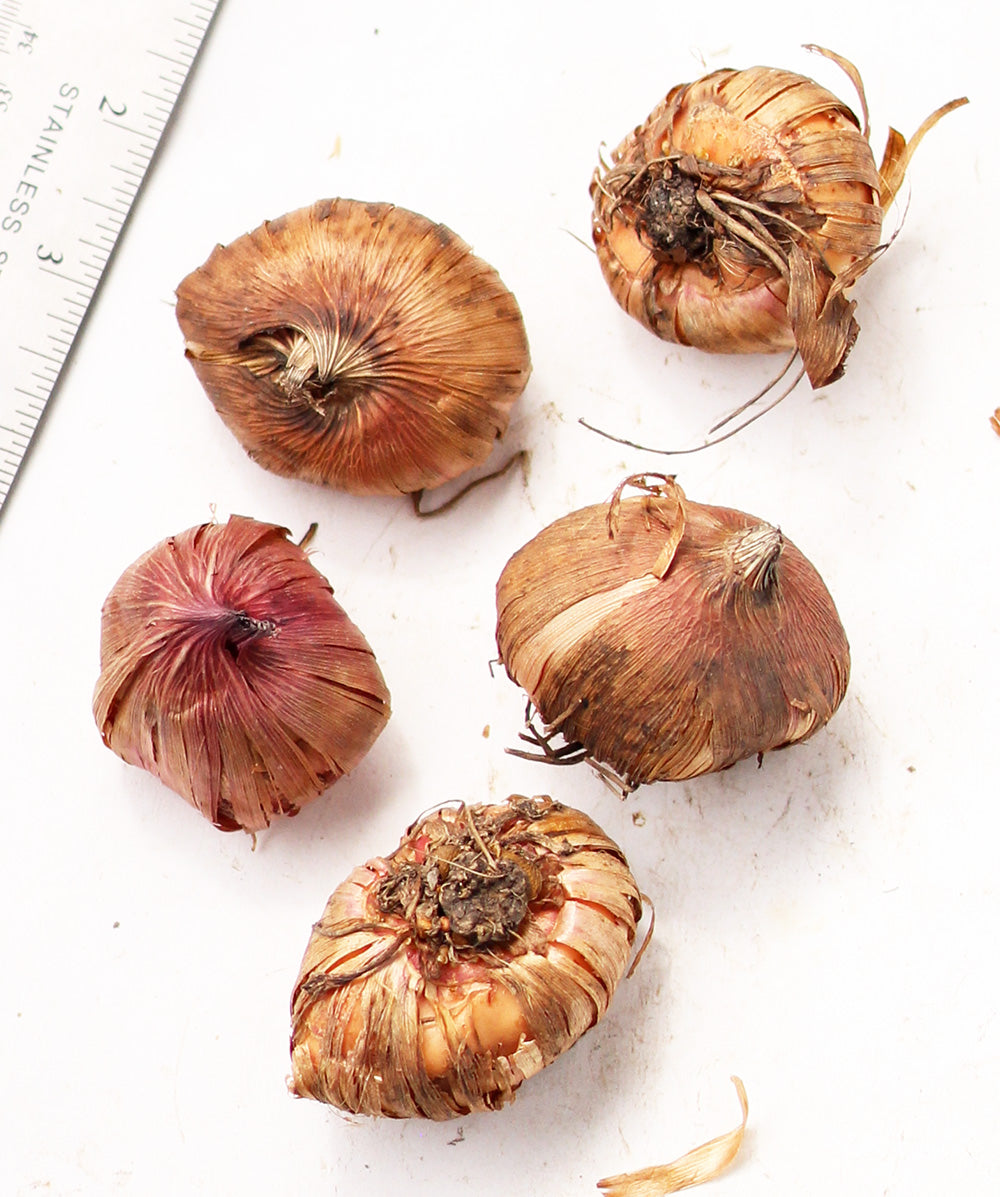 Blooming Bulb Priscilla Gladiolus - Thumbnail 2