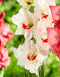 Candy Bar Gladiolus - 5 bulbs