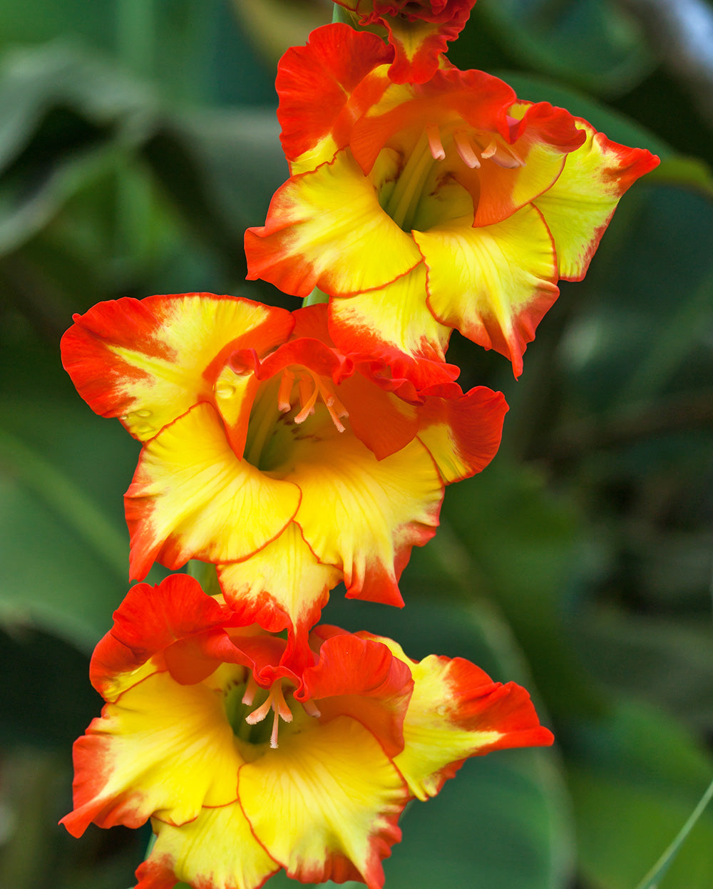 Princess Margaret Rose Gladiolus - 5 bulbs