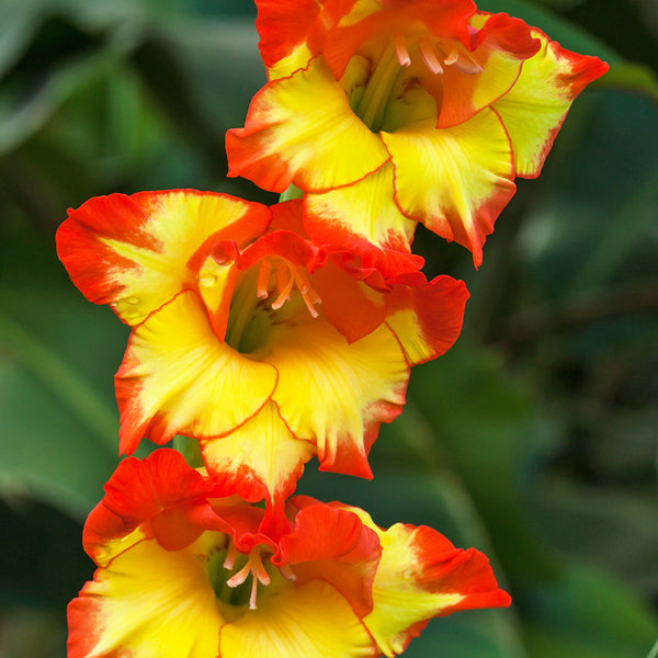 Bulbos Gladíolo Palma de santa rita Princes Margaret Rose | Parcelamento sem juros