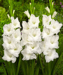 Snowdon Gladiolus - 5 bulbs