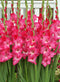 Attraction Gladiolus- 5 bulbs