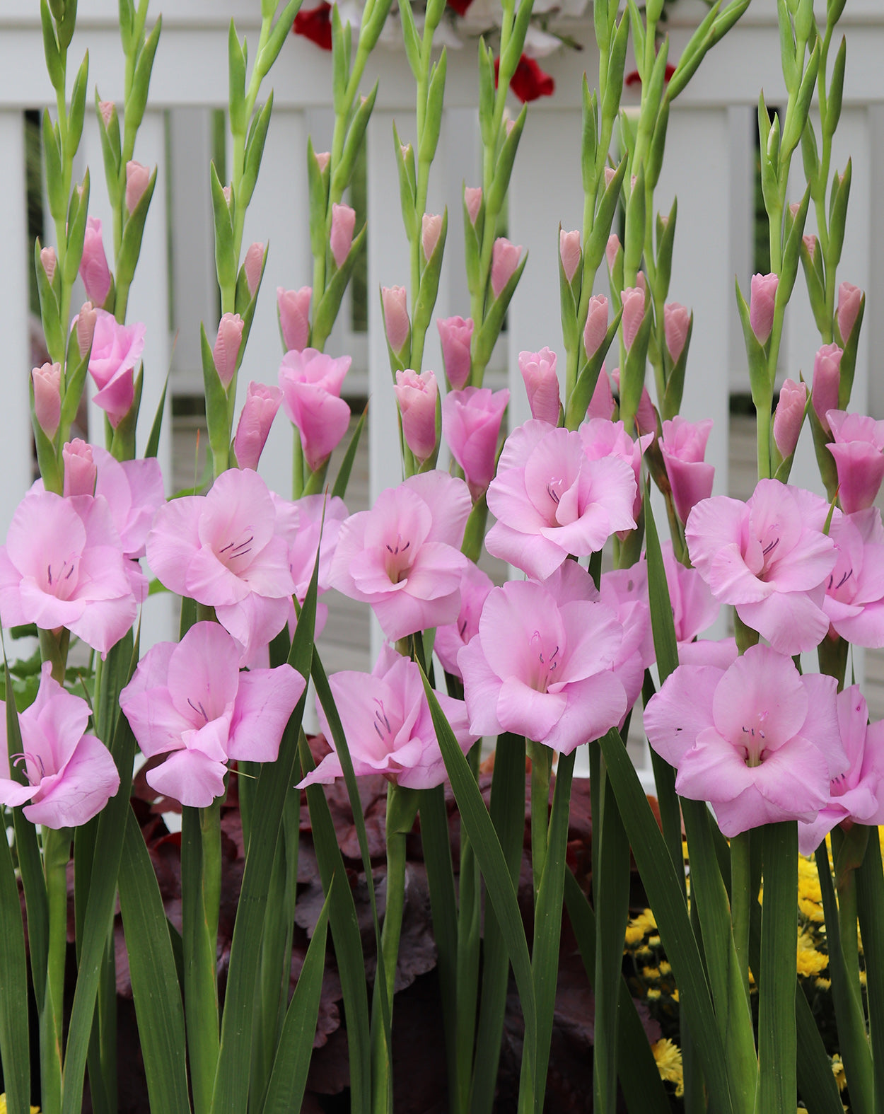 Orleans Gladiolus - 5 bulbs