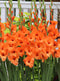 Prince of Orange Gladiolus - 5 bulbs