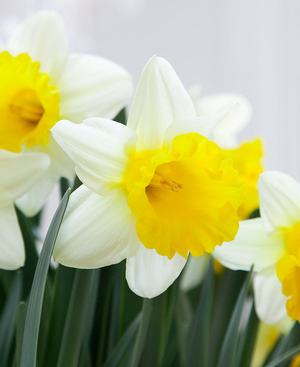Goblet Trumpet Daffodil - 10 bulbs