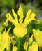 Golden Giant Iris hollandica - 10 bulbs