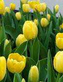 Golden Parade Darwin Hybrid Tulip - 10 bulbs