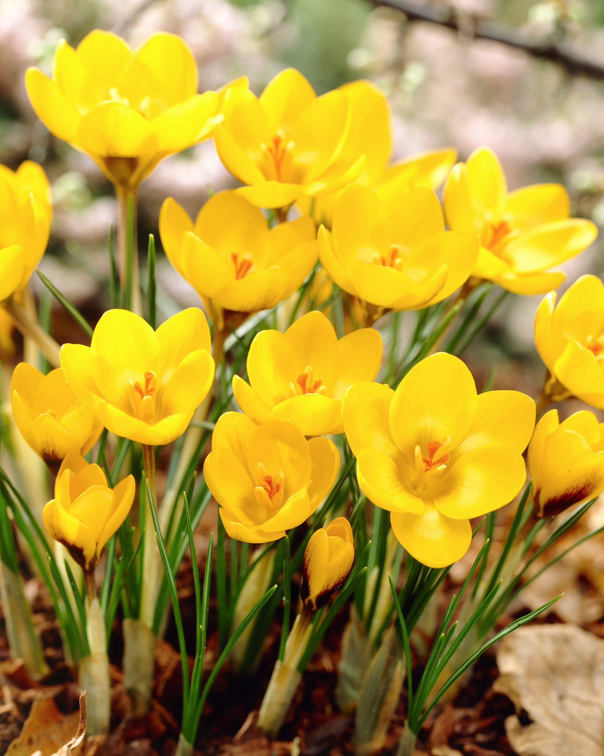 Goldilocks Species Crocus - 10 bulbs