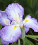 Gracieuse Japanese Iris - 3 root divisions