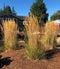 Karl Foerster Feather Reed Grass - 3 bareroot plants