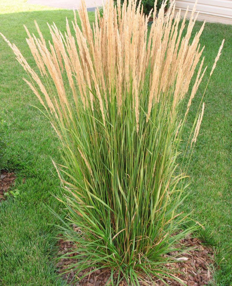 Karl Foerster Feather Reed Grass - 3 bareroot plants